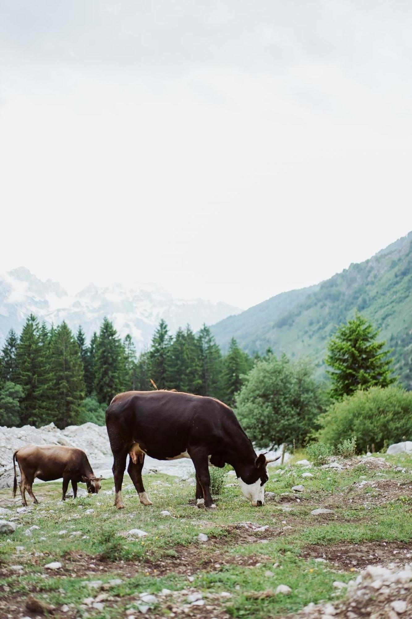Valbona Resort & Spa Экстерьер фото